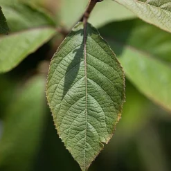 Callicarpa Bodinieri 'Imperial Pearl' -Cheap Tree Foliage Store CALL IMPERIALP S45267 NOW