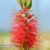 Callistemon Laevis -Cheap Tree Foliage Store CALL LAEVIS L38193