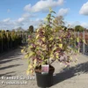 Callicarpa Bodinieri 'Magical Deep Purple' -Cheap Tree Foliage Store CALL MAGICDEEP S45268