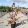 Callicarpa Bodinieri 'Magical Purple Giant' -Cheap Tree Foliage Store CALL MAGICPURP S45269