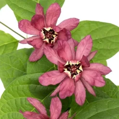 Calycanthus Duo -Cheap Tree Foliage Store CALY KA9176 C