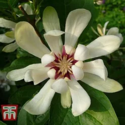 Calycanthus Duo -Cheap Tree Foliage Store CALY KA9176 D