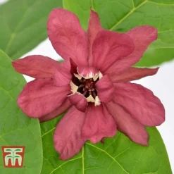 Calycanthus Duo -Cheap Tree Foliage Store CALY KA9176 E
