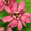 Calycanthus X Raulstonii 'Hartlage Wine' -Cheap Tree Foliage Store CALY T67880 A