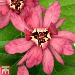 Calycanthus X Raulstonii 'Hartlage Wine'