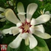 Calycanthus 'Venus' -Cheap Tree Foliage Store CALY T68284 A