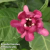 Calycanthus Floridus 'Aphrodite' 2 Calycanthus Floridus 'Aphrodite' -Cheap Tree Foliage Store CALY APHRODITE S37603