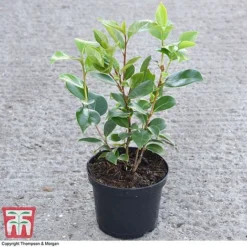 Camellia 'Tricolour' -Cheap Tree Foliage Store CAME 44757 A