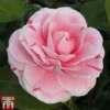 Camellia Japonica 'Bonomiana' -Cheap Tree Foliage Store CAME KB3627 A