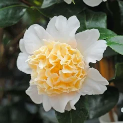 Camellia 'Brushfield's Yellow' -Cheap Tree Foliage Store CAME T70863 B