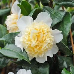 Camellia 'Brushfield's Yellow' -Cheap Tree Foliage Store CAME T70863 C