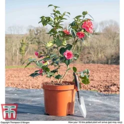Camellia Japonica 'Doctor King' -Cheap Tree Foliage Store CAME WKB8709 L