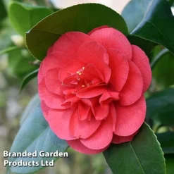 Camellia 'Blooming Wonder Red' -Cheap Tree Foliage Store CAME 20BLOOMSR L14710