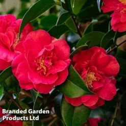 Camellia 'Blooming Wonder Red' -Cheap Tree Foliage Store CAME 20BLOOMSR L14711