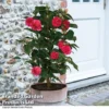 Camellia 'Blooming Wonder Red' -Cheap Tree Foliage Store CAME 20BLOOMSR T14438