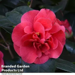 Camellia 'Blooming Wonder Red' -Cheap Tree Foliage Store CAME 20BLOOMSR T14439