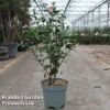 Camellia Japonica 2 Camellia Japonica -Cheap Tree Foliage Store CAME JAPONICA S45272