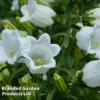 Campanula Medium White -Cheap Tree Foliage Store CAMP 63940 A