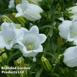 Campanula Medium White