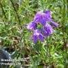 Campanula Collina -Cheap Tree Foliage Store CAMP KA4846 A