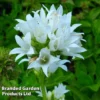 Campanula Glomerata Alba -Cheap Tree Foliage Store CAMP KA4851 A