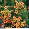 Campsis X Tagliabuana 'Indian Summer' -Cheap Tree Foliage Store CAMP T62546 A3