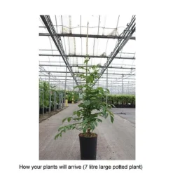 Campsis X Tagliabuana 'Yellow Trumpet' -Cheap Tree Foliage Store CAMP T67892 B h