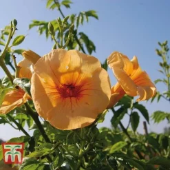 Campsis X Tagliabuana 'Yellow Trumpet' -Cheap Tree Foliage Store CAMP T67892 C