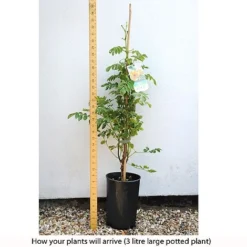 Campsis X Tagliabuana 'Yellow Trumpet' -Cheap Tree Foliage Store CAMP T67892 C h