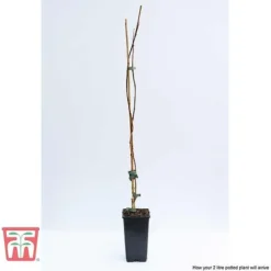 Campsis X Tagliabuana 'Madame Galen' -Cheap Tree Foliage Store CAMP t58013TM D