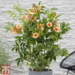 Campsis X Tagliabuana 'Indian Summer' -Cheap Tree Foliage Store CAMP INDIANSUM S07518