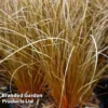 Carex Comans Bronze -Cheap Tree Foliage Store CARE KA4186 A