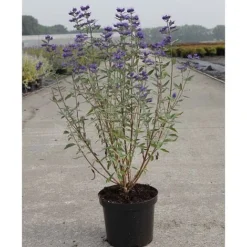 Caryopteris X Clandonensis 'Thetis' -Cheap Tree Foliage Store CARY T62036 A h
