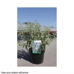 Caryopteris X Clandonensis 'White Surprise' -Cheap Tree Foliage Store CARY T66109 B h