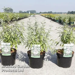 Caryopteris Clandonensis 'Pink Perfection'