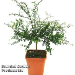 Lime 'Caviar Lime' -Cheap Tree Foliage Store CAVIARLIME KC5364 A1