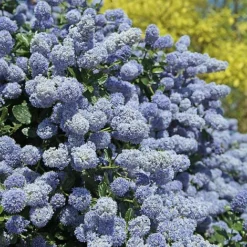 Ceanothus X Delileanus 'Gloire De Versailles' 5 Ceanothus X Delileanus 'Gloire De Versailles' -Cheap Tree Foliage Store CEAN T58182 A h
