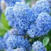 Ceanothus X Delileanus 'Gloire De Versailles' -Cheap Tree Foliage Store CEAN T58182 B h