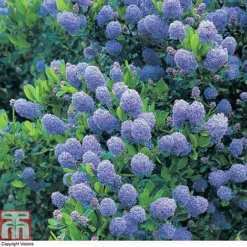 Ceanothus 'Skylark' -Cheap Tree Foliage Store CEAN TKA0803 A