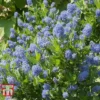 Ceanothus 'Skylark' -Cheap Tree Foliage Store CEAN TKA0803 C