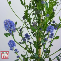 Ceanothus 'Skylark' -Cheap Tree Foliage Store CEAN TKA0803 E