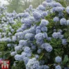 Ceanothus 'Puget Blue' 1 Ceanothus 'Puget Blue' -Cheap Tree Foliage Store CEAN TKA0961 B