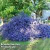Ceanothus 'Blue Sapphire' -Cheap Tree Foliage Store CEAN BLUESAPPH S44008
