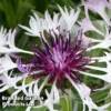 Centaurea Montana Amethyst In Snow -Cheap Tree Foliage Store CENT KA4917 A