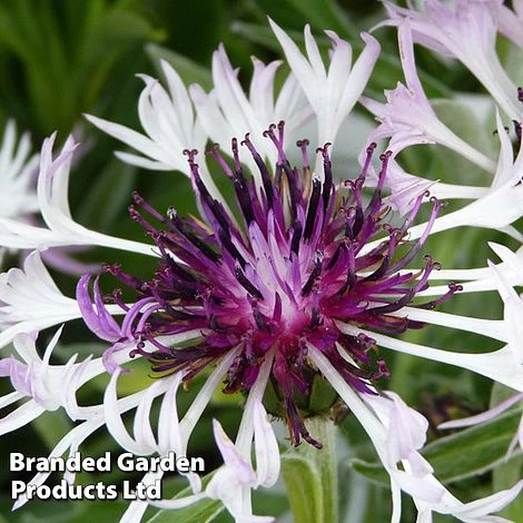 Centaurea Montana Amethyst In Snow 3 Centaurea Montana Amethyst In Snow