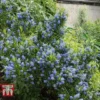 Ceanothus 'Blue Mound'
