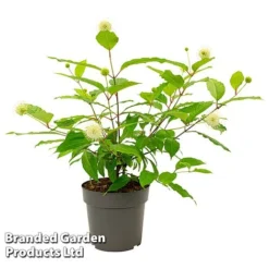 Cephalanthus Occidentalis 'Honeyballs' -Cheap Tree Foliage Store CEPH HONEYBALL S44109