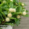 Cephalanthus Occidentalis 'Honeyballs' -Cheap Tree Foliage Store CEPH HONEYBALL S44114