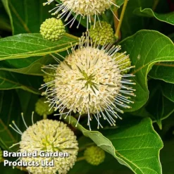 Cephalanthus Occidentalis 'Honeyballs' -Cheap Tree Foliage Store CEPH HONEYBALL S44115