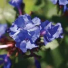 Ceratostigma Willmottianum 'Forest Blue' -Cheap Tree Foliage Store CERA T66117 A